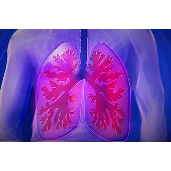 Photo d'un torse transparent au travers du quel on voit les poumons