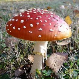 Photo d'un champignon