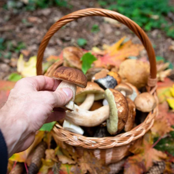 Photo d'un panier de champignon