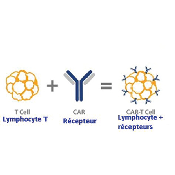 Visuel Lymphocyte T + Récepteur = Lymphocyte T + Récepteur