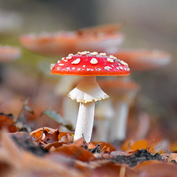 Photo d'amanite tue-mouches