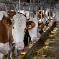 photo de vaches