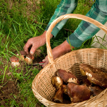 Personne qui cueille des champignons