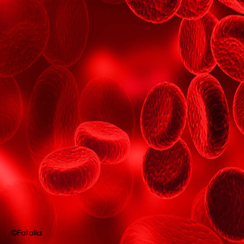Photo de globules rouges