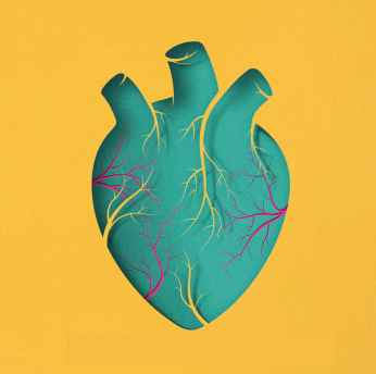 Illustration d'un organe : le coeur