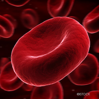 Photo de globules rouges